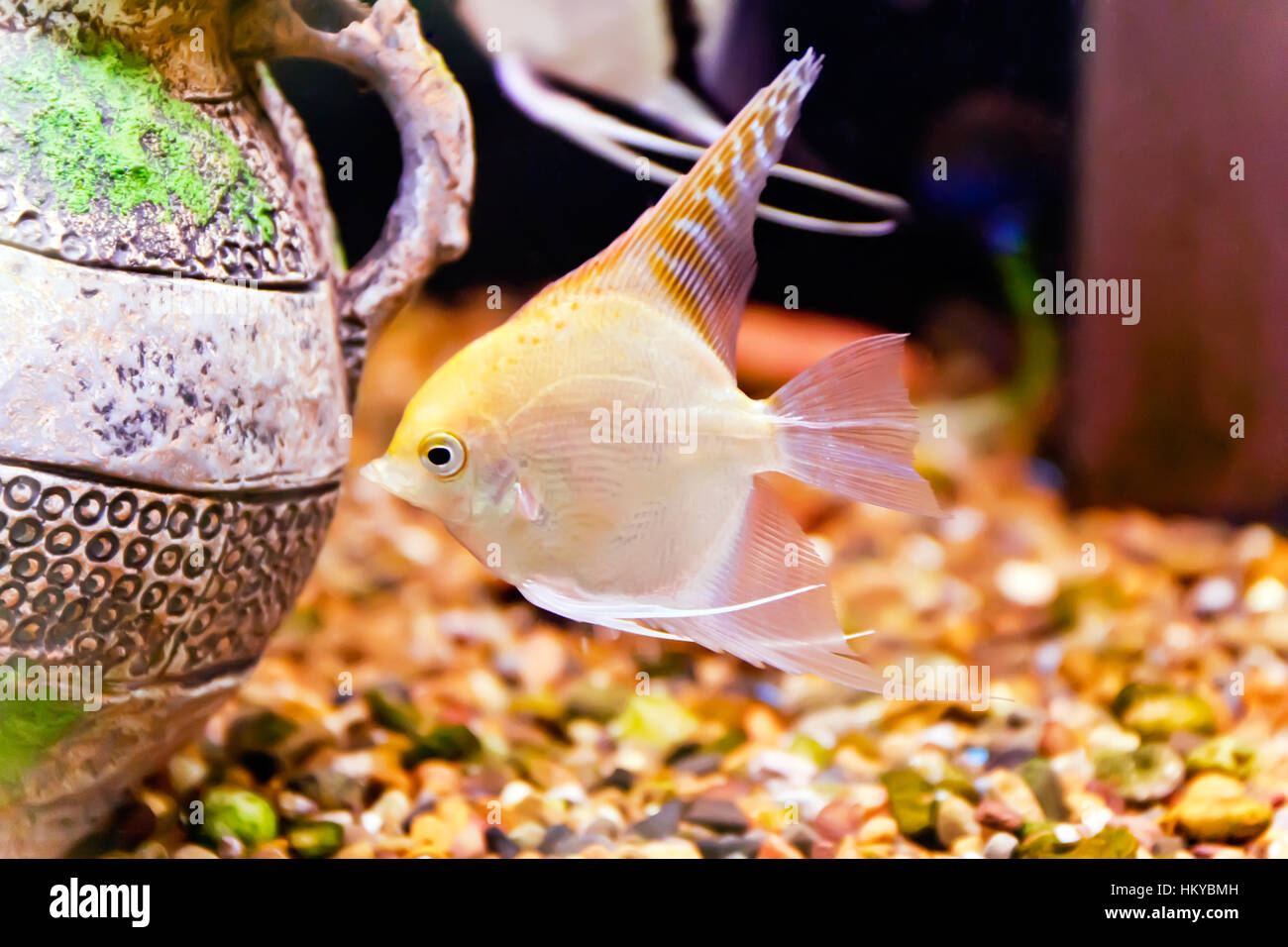 Photo d'eau douce tropicaux d'aquarium avec scalare Banque D'Images