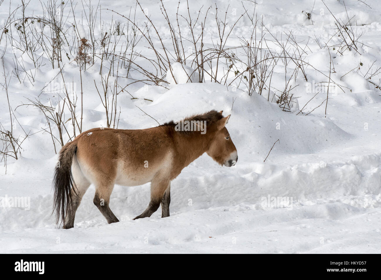 Résultat de recherche d'images pour "steppes neige"