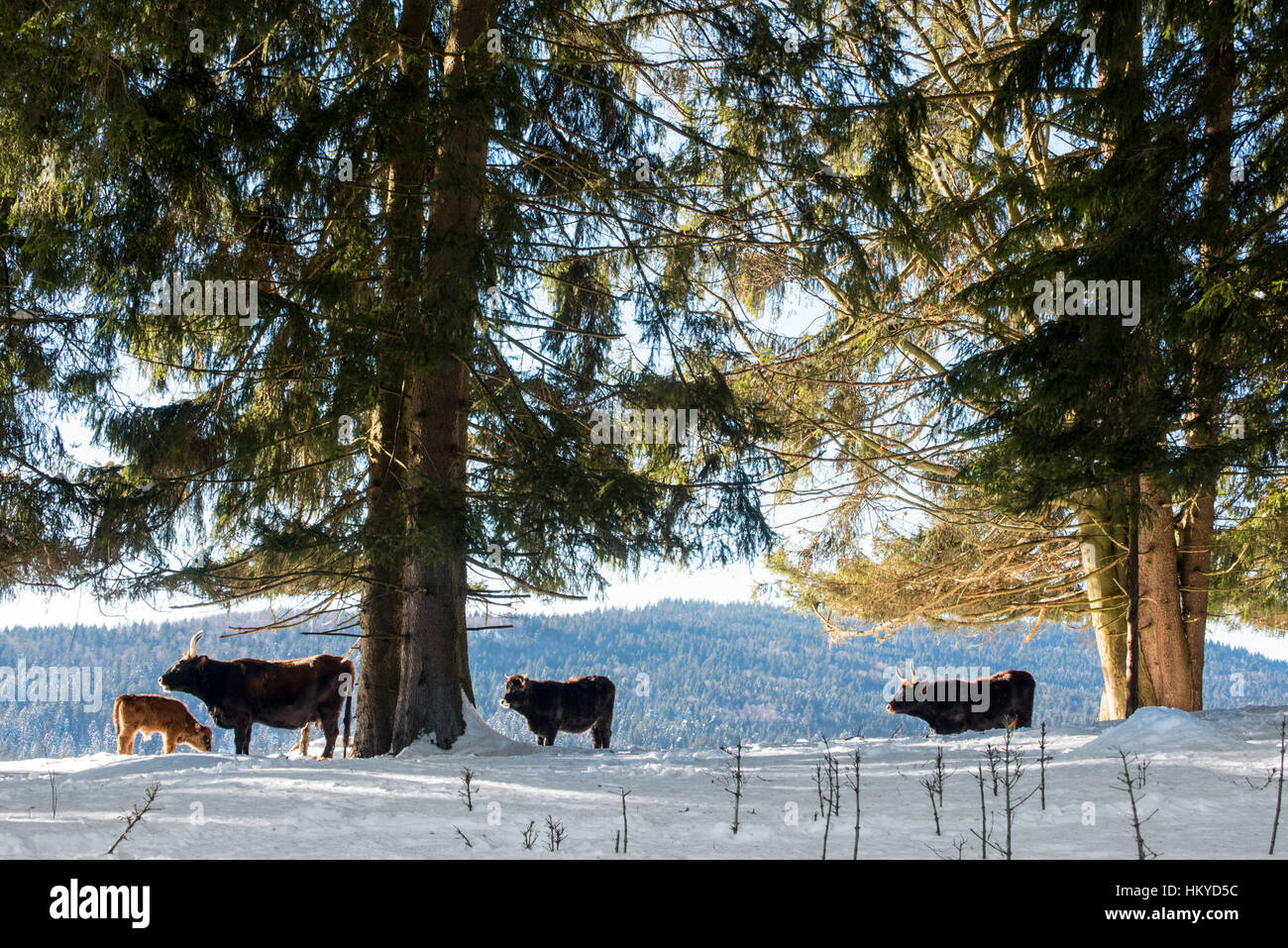 Heck bovins (Bos domesticus) et son veau du troupeau dans la neige en hiver. Tentative de retour la race disparue d'aurochs (Bos primigenius) Banque D'Images