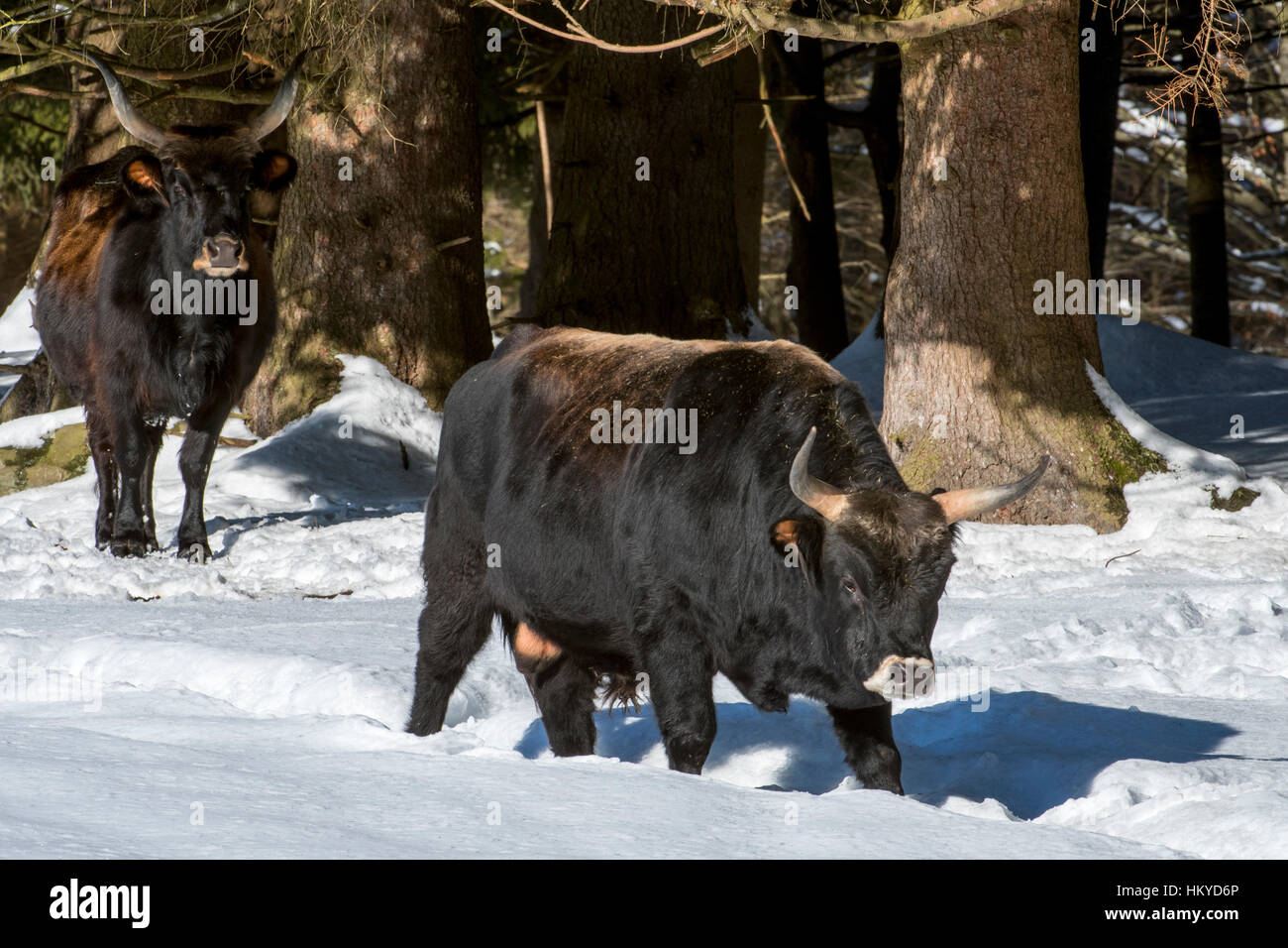 Heck bovins (Bos domesticus) bull et de la vache dans la neige en hiver. Tentative de retour la race disparue d'aurochs (Bos primigenius) Banque D'Images