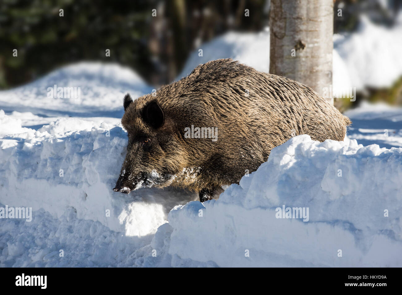 Sanglier (Sus scrofa) exécution de sanglier dans la neige profonde dans une forêt de pins en hiver Banque D'Images