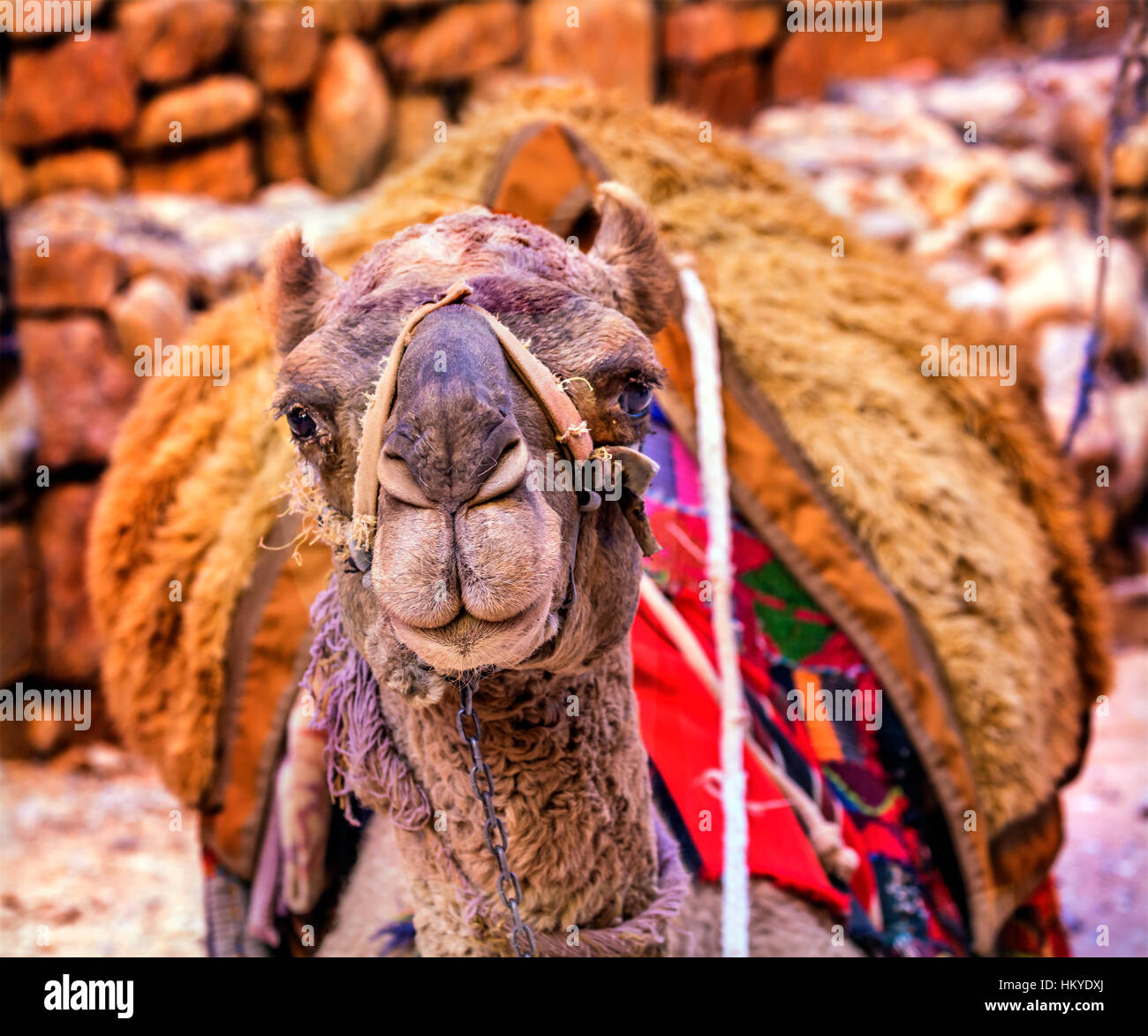 Près de chameau jusqu'à la Jordanie Petra Siq du Trésor Petra Jordanie. Camelus dromedarius, un chameau utilisé au Moyen Orient. Banque D'Images