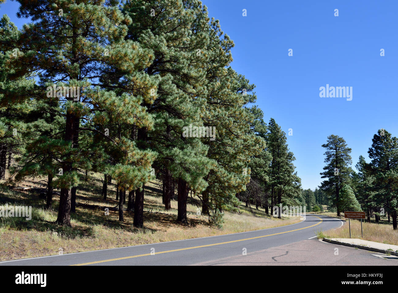 Route d'accès menant à travers une forêt de pins à Sunset Crater Volcano National Monument, Coconino Comté Arizona, USA. Randonnées et camping. Banque D'Images