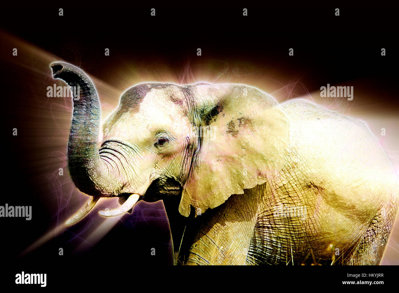 Amélioration de l'image numérique d'un gros plan d'un éléphant d'Afrique avec soulevées soulevées tronc. Photographié au Kenya, la réserve de Masai Mara Banque D'Images