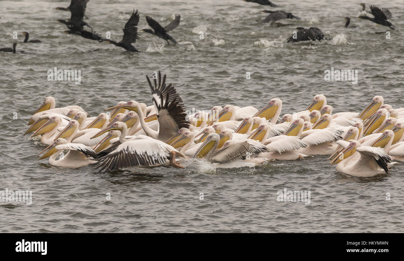 Le pélican et le cormoran commun dans Feeding Frenzy, la poursuite d'un banc de poissons ; le lac Kerkini, Grèce. Banque D'Images