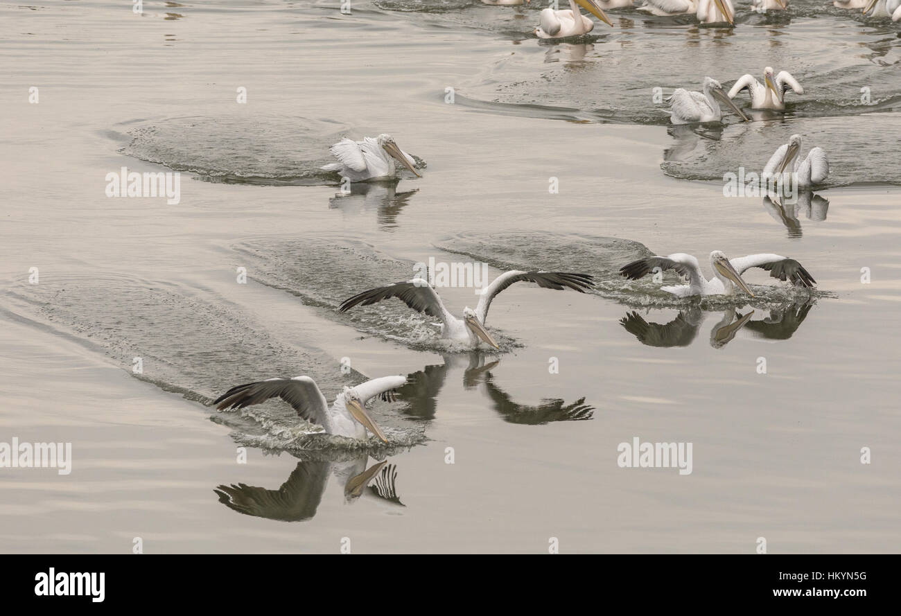 De grands pélicans blancs, dans Feeding Frenzy avec un banc de poissons, dans le lac Kerkini, Grèce. Banque D'Images