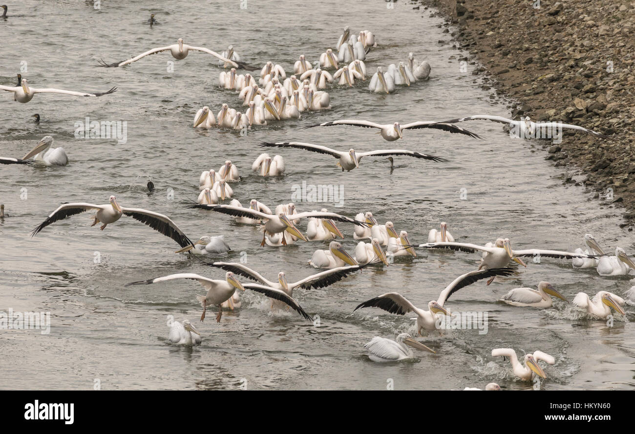 De grands pélicans blancs, dans Feeding Frenzy avec un banc de poissons, dans le lac Kerkini, Grèce. Banque D'Images