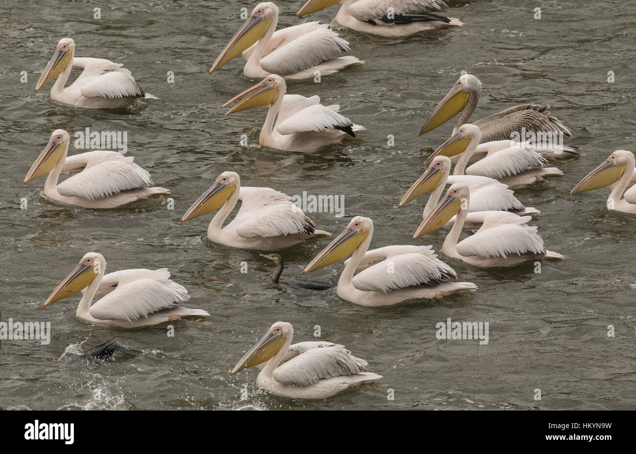 De grands pélicans blancs, en attente d'un banc de poissons, dans le lac Kerkini, Grèce. Banque D'Images