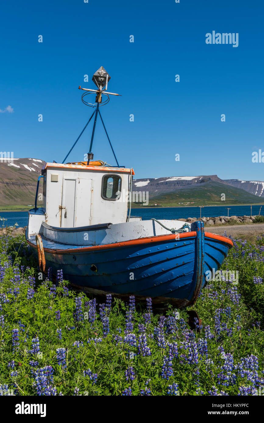 Thingeyri, Islande - Juillet 5, 2016 : Ancien, bleu bateau de pêche en bois près de Thingeyri avec des montagnes et de la neige sur l'Islande. Banque D'Images