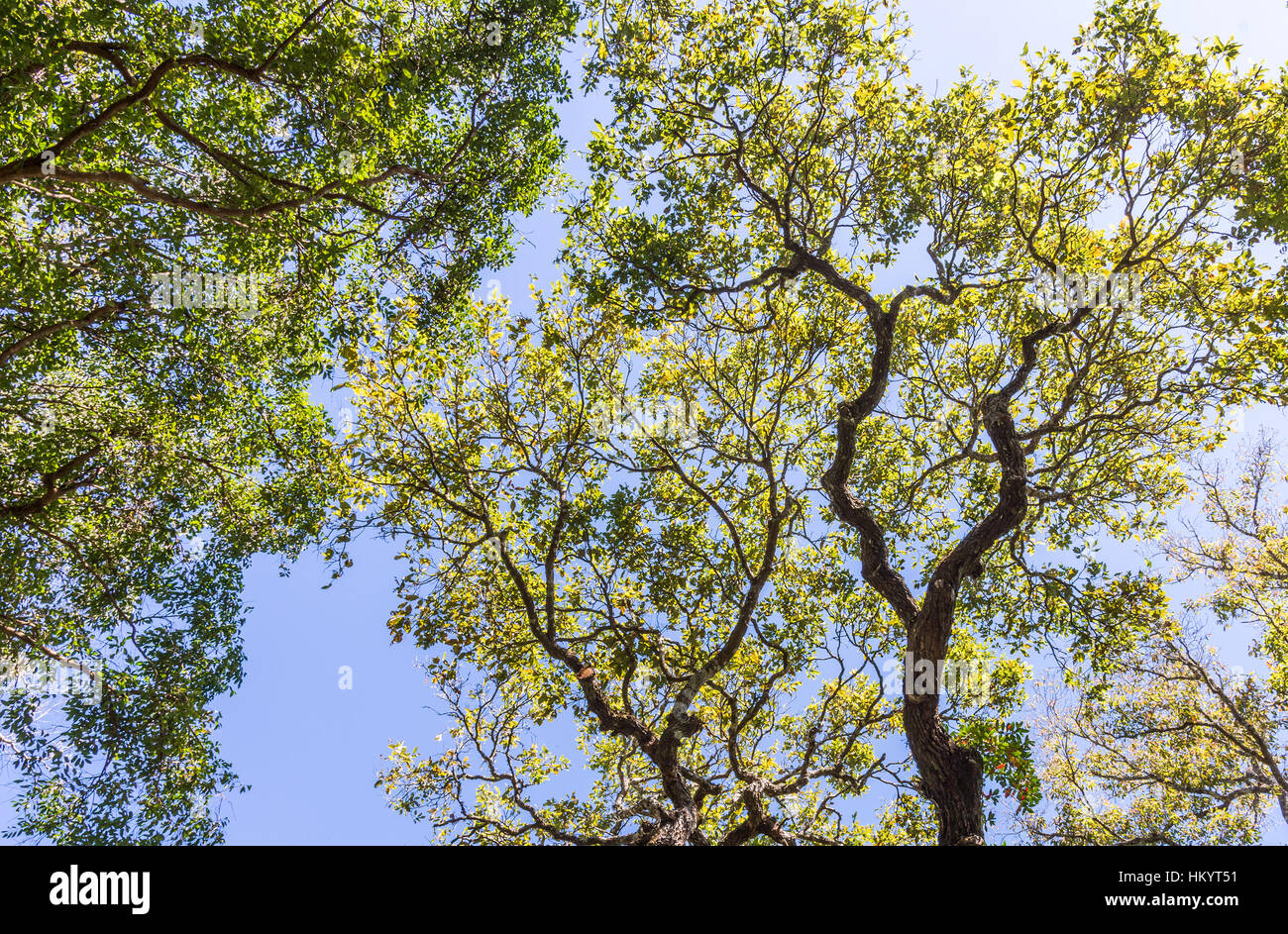 Feuilles fraîches de l'arbre de la canopée lagre dans le parc national. Banque D'Images