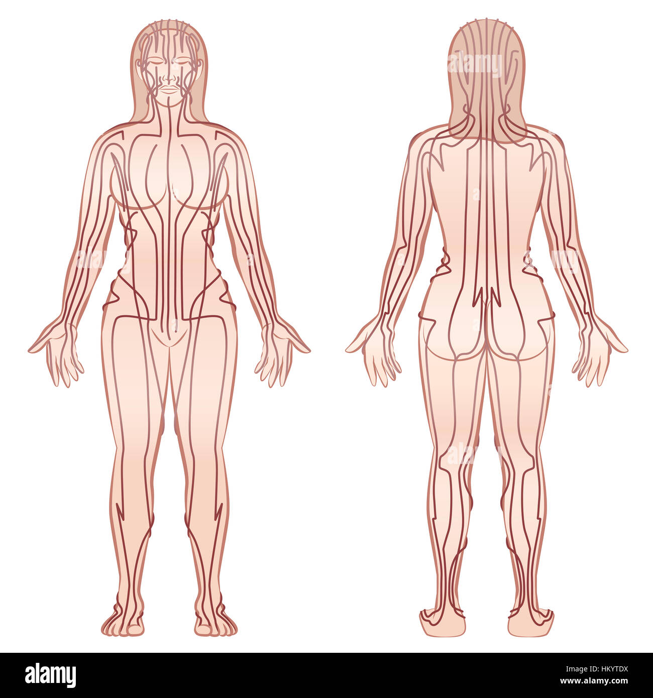 Méridiens - meditating woman avec les principaux méridiens d'acupuncture - Vue avant, vue arrière - illustration sur fond blanc. Banque D'Images