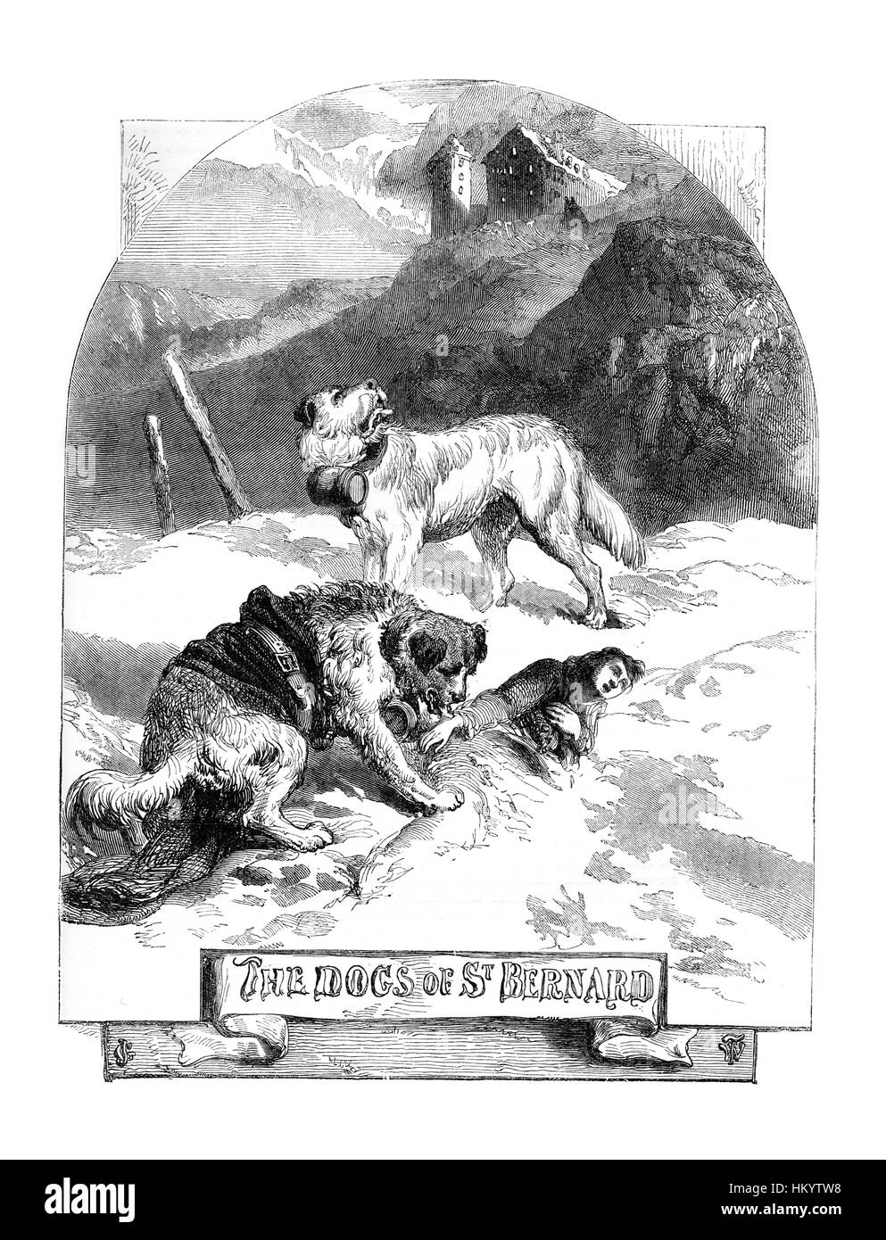 Chien Saint Bernard. Gravure du xixe siècle à partir de 'histoire naturelle" publié en 1866. Banque D'Images