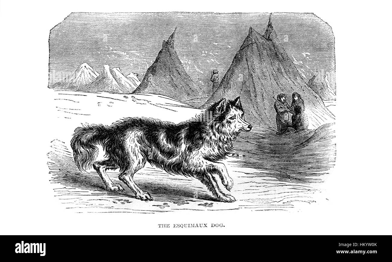 Les Esquimeaux Chien. Gravure du xixe siècle à partir de 'histoire naturelle" publié en 1866. Banque D'Images