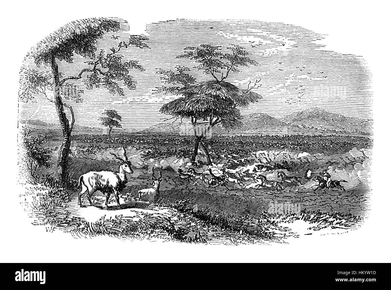 Paysage africain avec des animaux. Gravure du xixe siècle à partir de 'histoire naturelle" publié en 1866. Banque D'Images