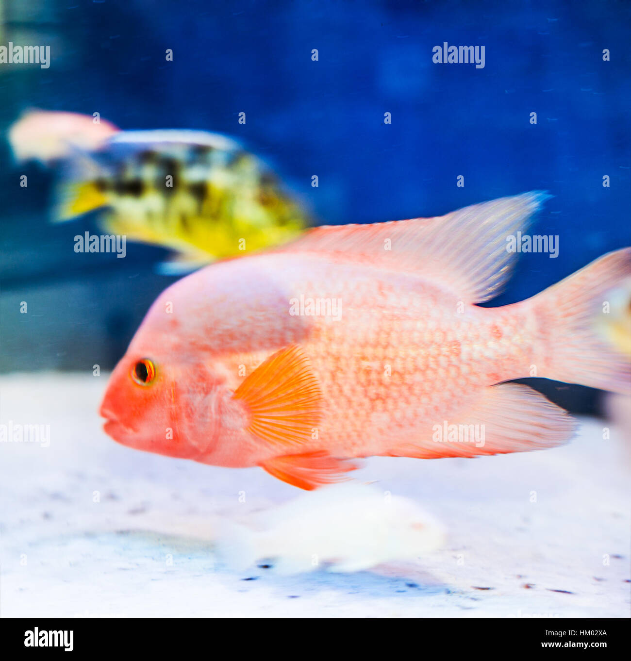 Aquarium de poissons de banc Banque de photographies et d’images à haute résolution Alamy