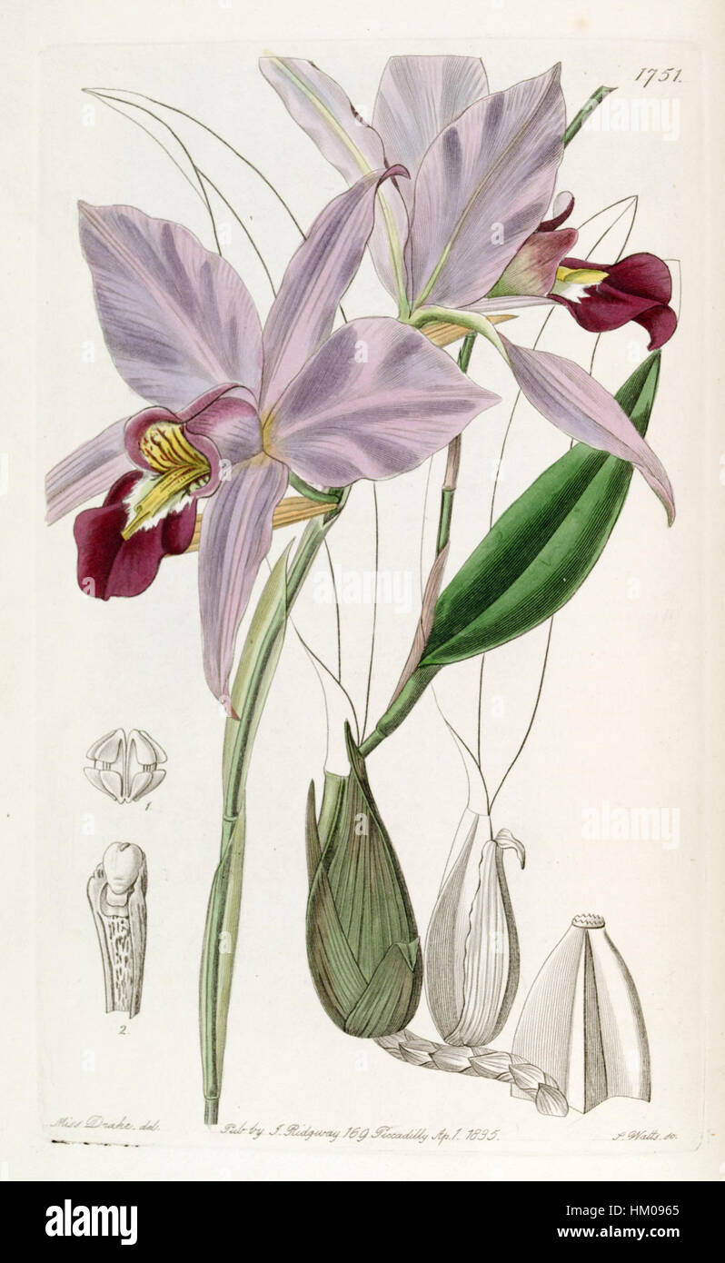 L’illustration botanique de « Laelia anceps » du volume 21 d’Edwards (1836) met en valeur la conception délicate et complexe de cette espèce d’orchidée, mettant en évidence les caractéristiques détaillées de la plante et son importance dans les études botaniques. Banque D'Images