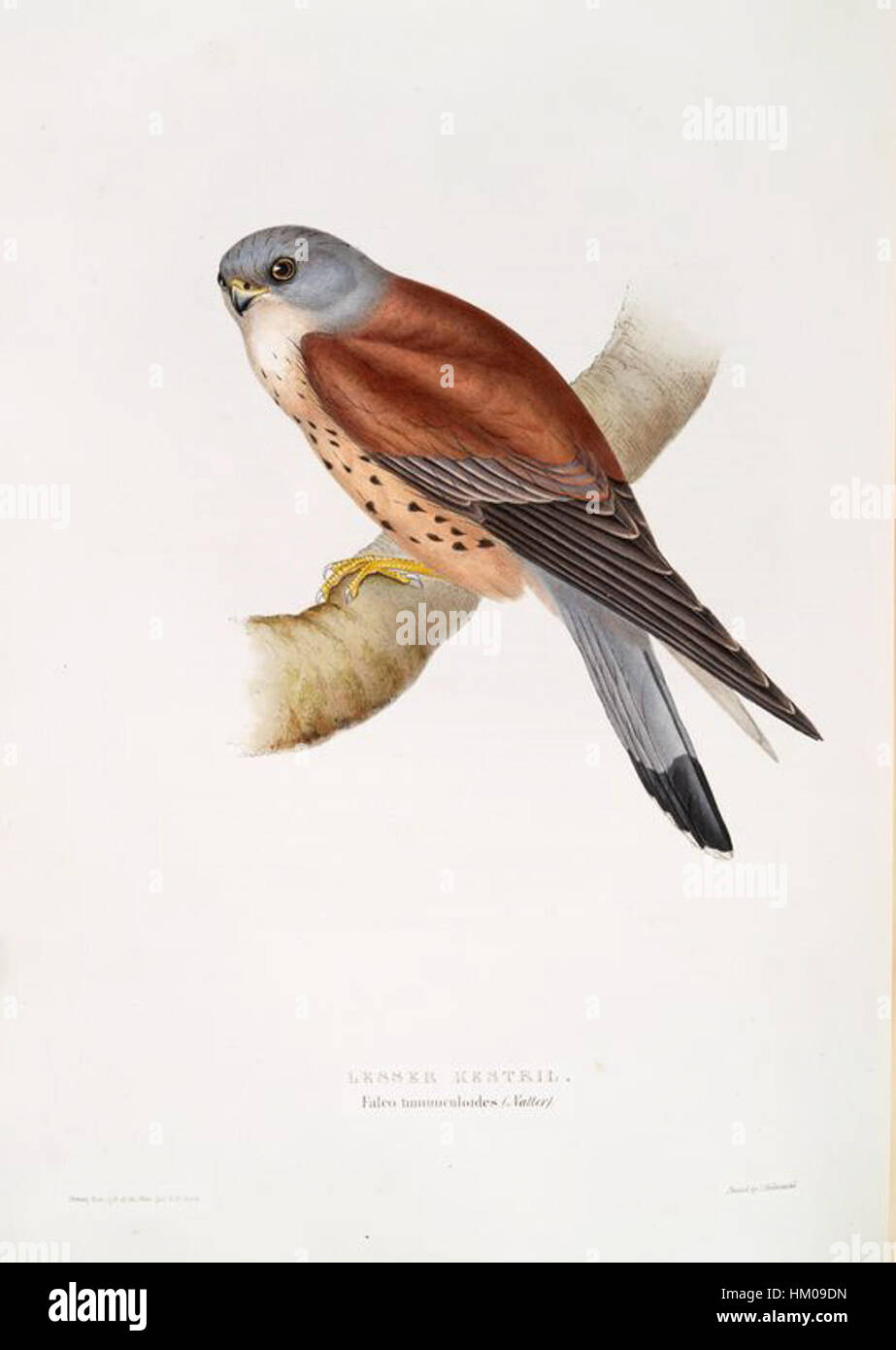 'Lesser Kestrel' de Gould est une élégante illustration d'oiseau mettant en valeur les caractéristiques distinctives de la crételle. La peinture met en valeur le plumage détaillé de l'oiseau et son regard vif, typiques du travail de Gould en ornithologie et en histoire naturelle. Banque D'Images
