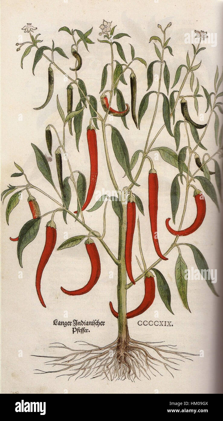 L'illustration de Leonhart Fuchs de 1543 de la plante de poivre indien ('Indianischer Pfeffer') est une étude botanique précoce. L'œuvre est importante pour sa précision scientifique et sa contribution à la compréhension des espèces végétales pendant la période de la Renaissance. Banque D'Images