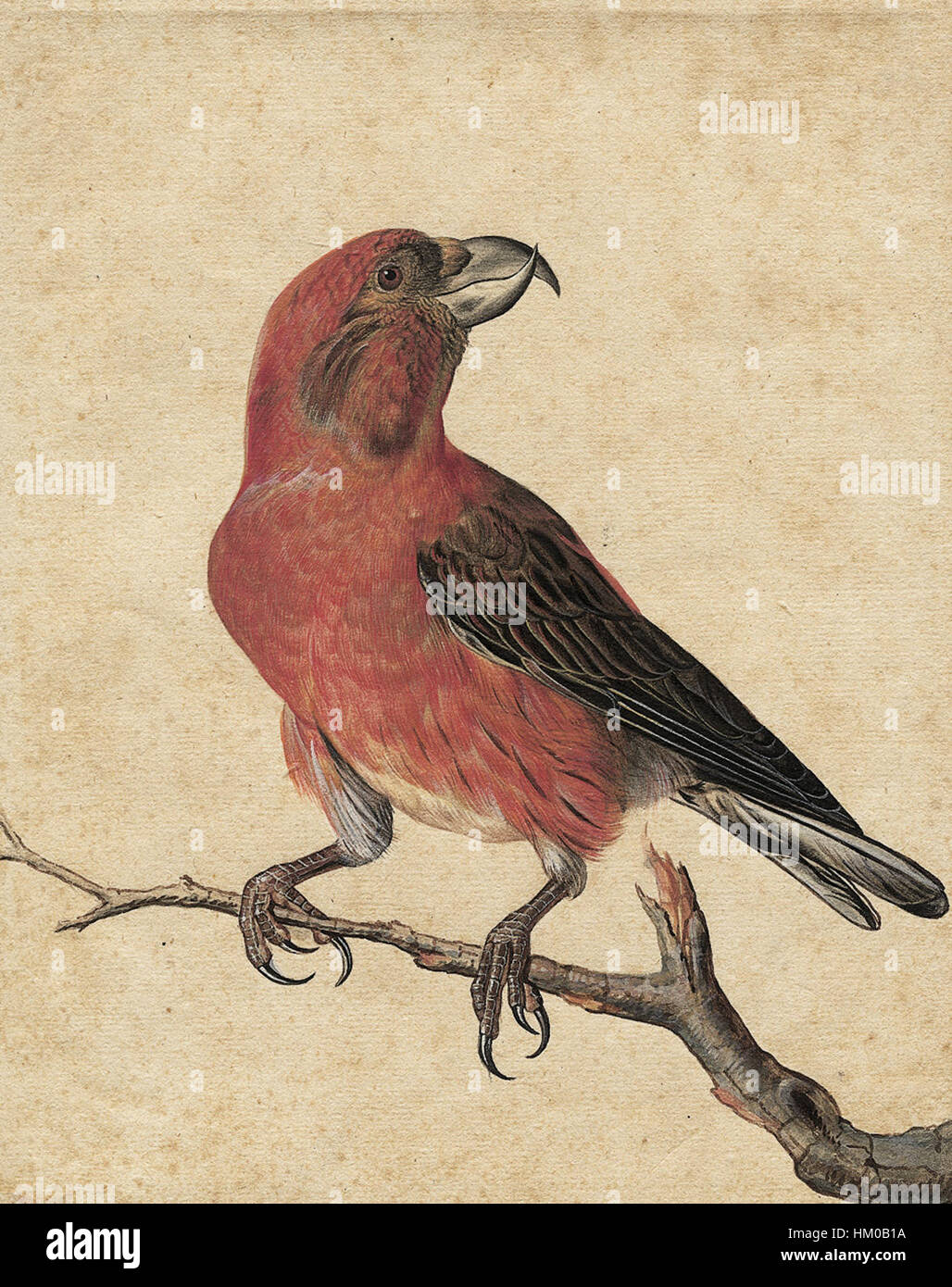 Cette peinture attribuée à Hamilton représente le Kiefernkreuzschnabel, ou oiseau à bec croisé, connu pour sa forme distinctive de bec, qui lui permet d'extraire les graines des cônes de conifères. La pièce souligne l'attention de l'artiste aux détails naturels et les caractéristiques uniques de l'oiseau. Banque D'Images