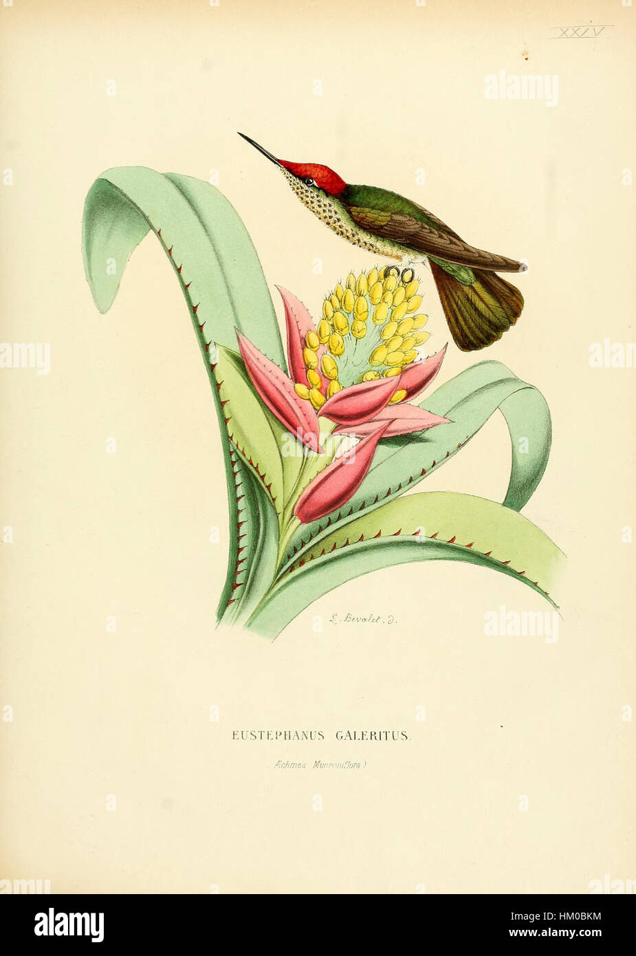 Cette image, tirée d'un livre d'histoire naturelle historique, représente les premières illustrations botaniques et zoologiques. Le travail fournit un aperçu de l'exploration scientifique du XIXe siècle et de la compréhension de la nature. Banque D'Images