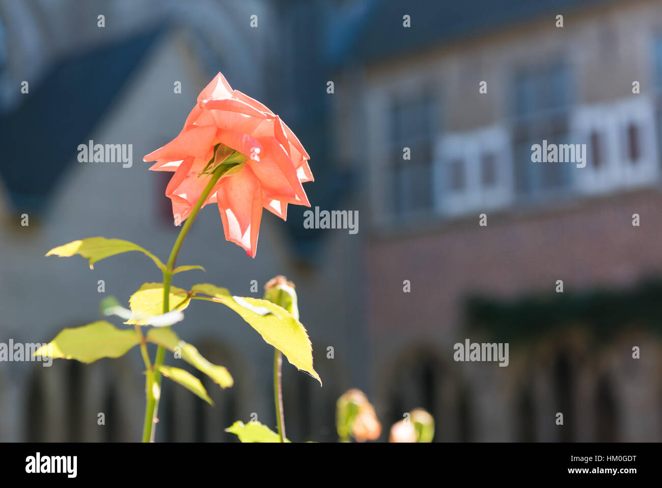 XANTEN, ALLEMAGNE - 07 septembre 2016 : La Rose de Saint Victor reflète la lumière du soleil qui brille dans le patio de la Cathédrale Banque D'Images