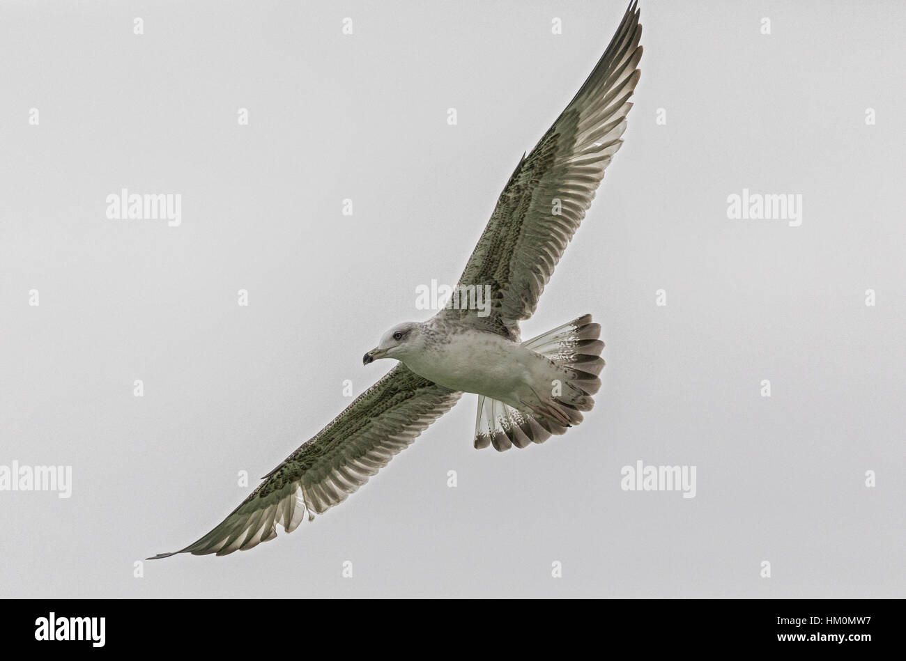 Jeune goéland, Larus michahellis, en fuite. Banque D'Images