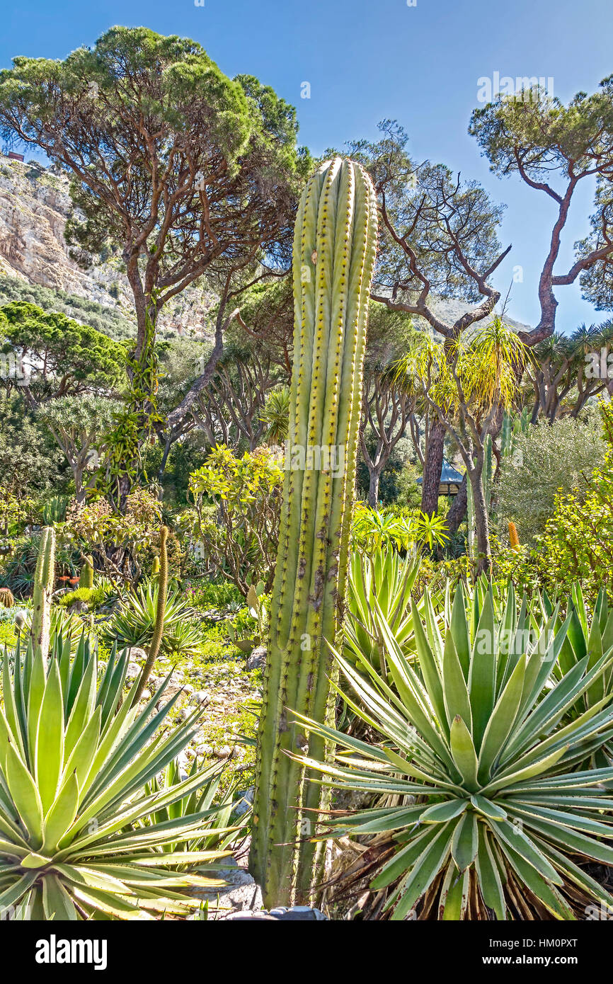 Jardin botanique de colonie de la Couronne de Gibraltar Banque D'Images