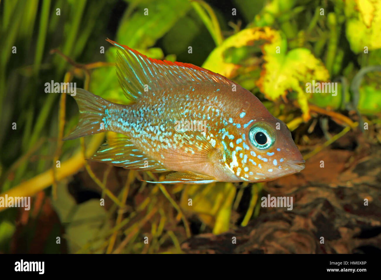 Cichlid gold mexicain (Thorichthys aureus) - femmes Banque D'Images