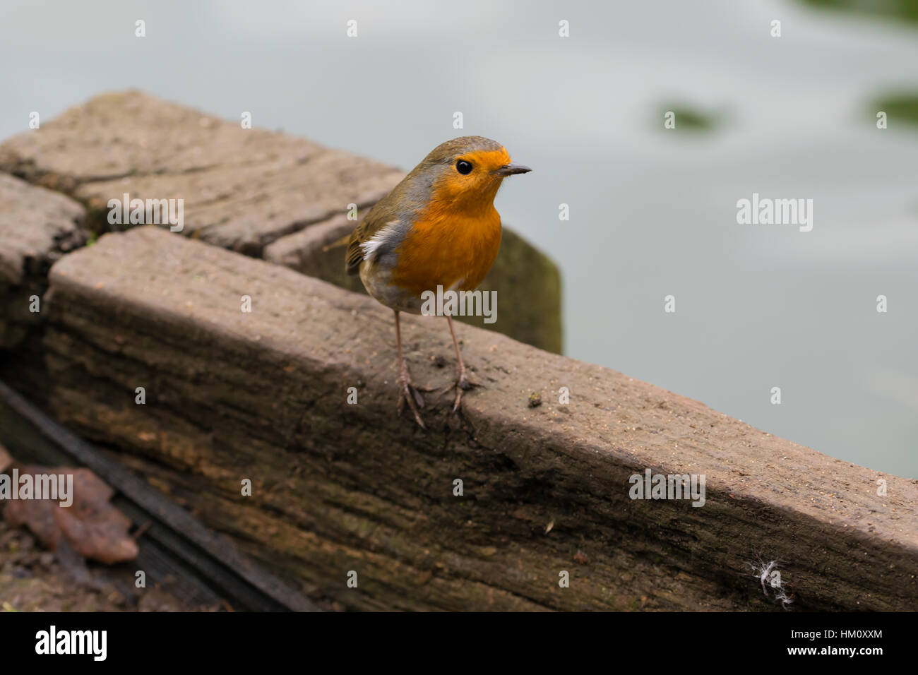 Robin Banque D'Images