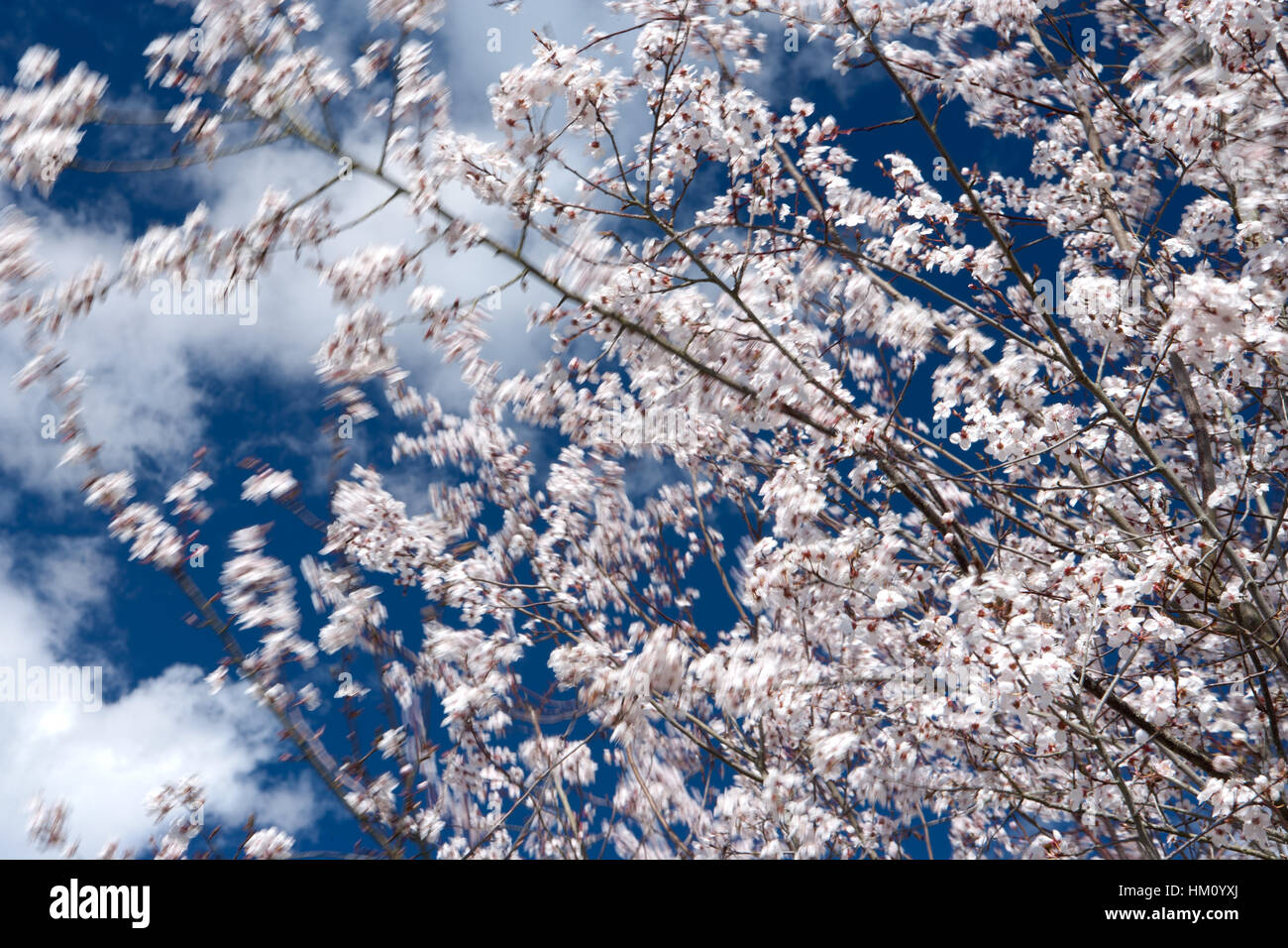 Cerisier en fleurs de printemps dans un pays dans le Dordogne France Banque D'Images