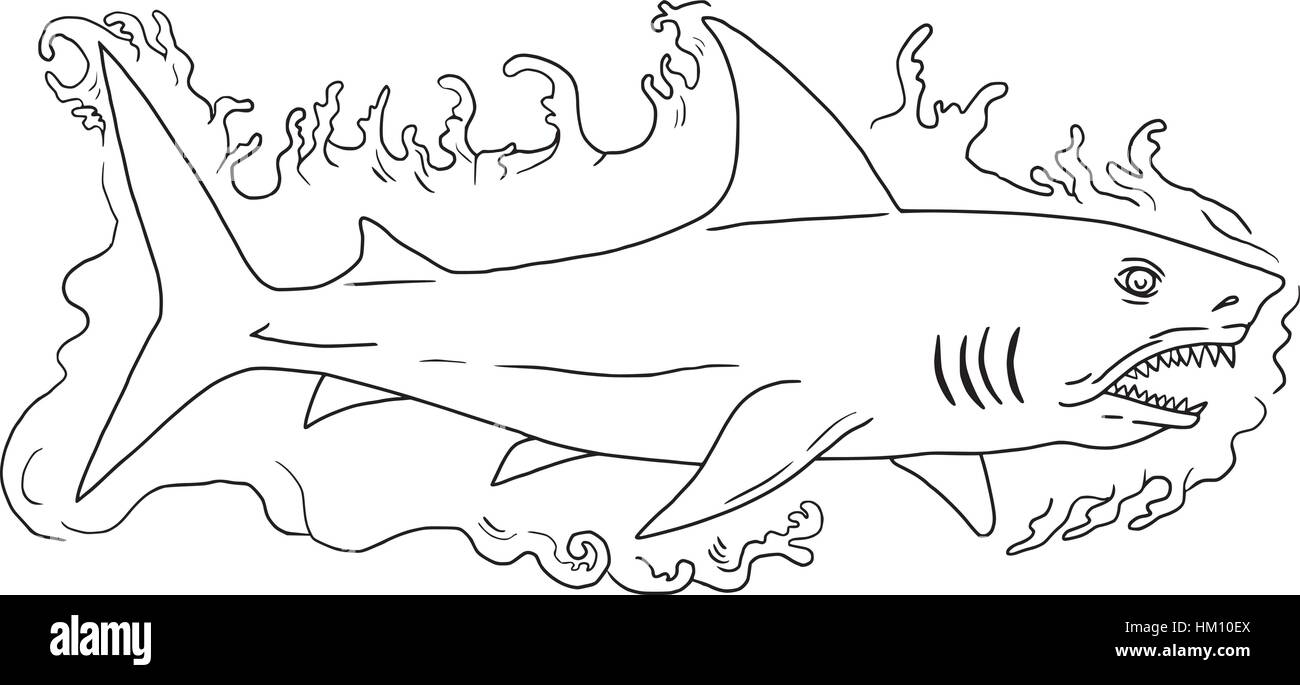 Croquis dessin illustration style de nage d'un requin dans l'eau depuis le côté isolé sur fond blanc. Illustration de Vecteur
