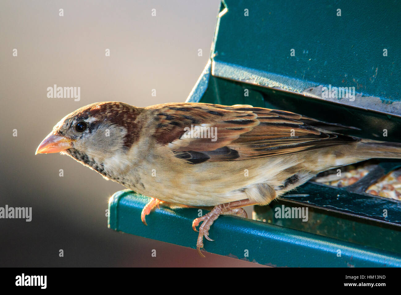 Moineau domestique (Passer domesticus) perché sur le convoyeur d'alimentation Banque D'Images