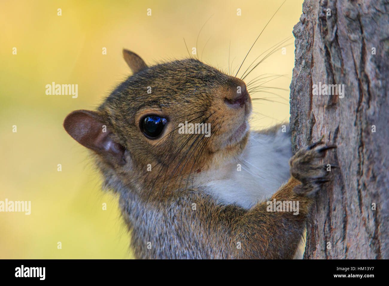 L'écureuil gris (Sciurus carolinensis) sur le tronc de l'arbre Banque D'Images