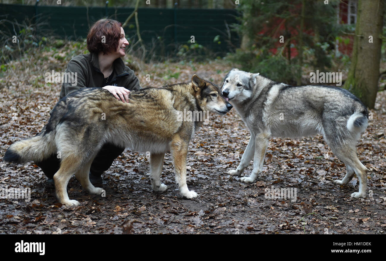 Chiens de loup Banque de photographies et d'images à haute résolution -  Alamy