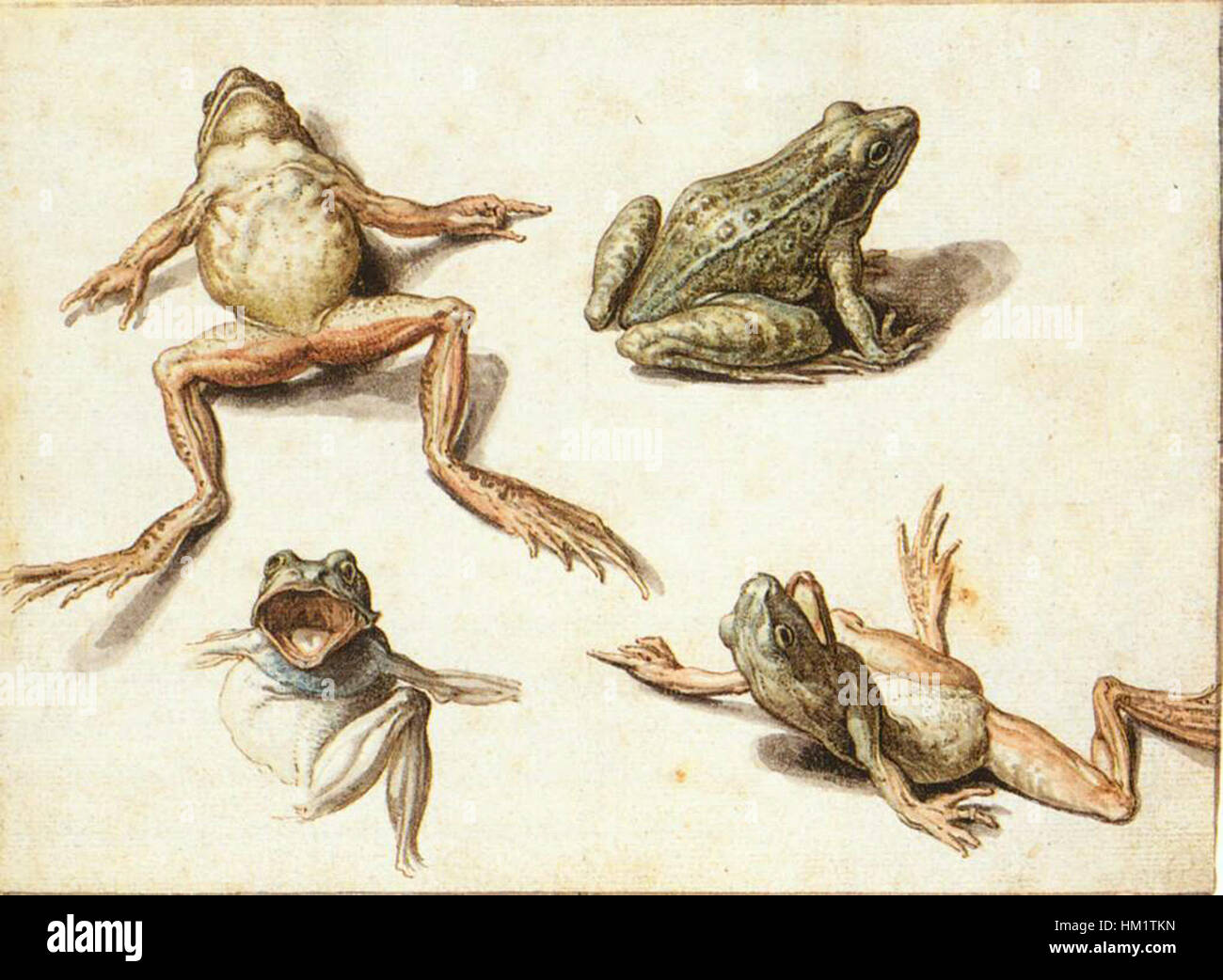 Les « quatre études de grenouilles » de Jacob de Gheyn II sont un bel exemple de son habileté en illustration scientifique, mettant en évidence les détails anatomiques et les qualités réalistes des grenouilles. Banque D'Images