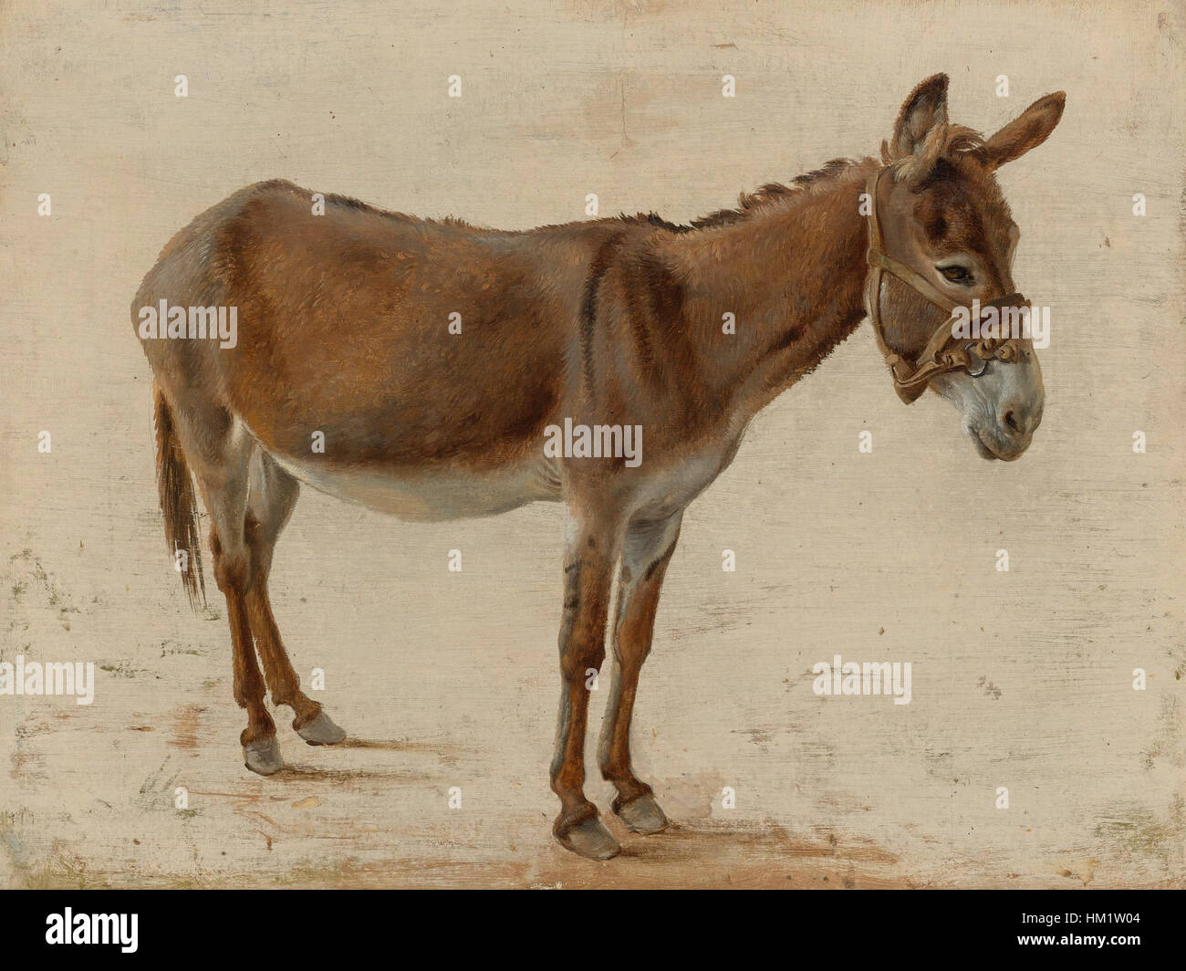 Donkey painting Banque de photographies et d'images à haute résolution -  Alamy