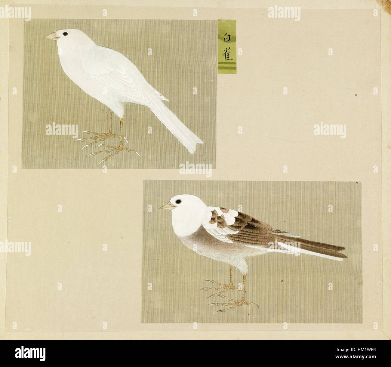 Cette feuille japonaise d'un album représentant de petits oiseaux est une délicate peinture à l'aquarelle mettant en valeur les techniques traditionnelles de l'art japonais. L'œuvre met l'accent sur la beauté de la nature et les détails fins des espèces d'oiseaux indigènes de la région. Banque D'Images