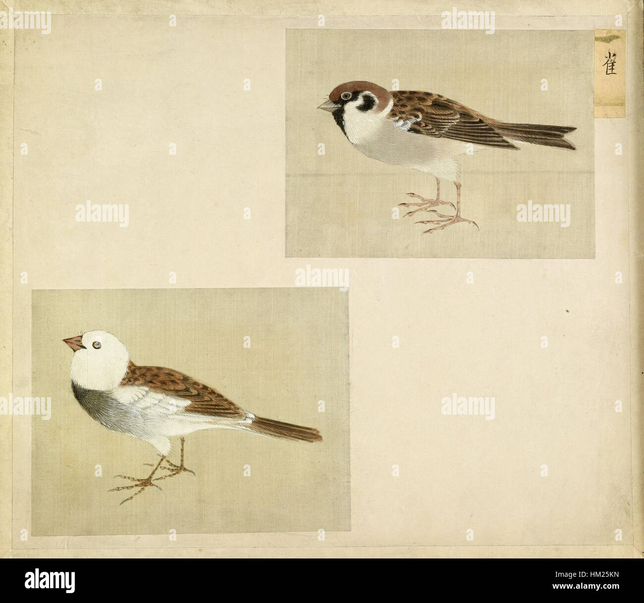 Cette œuvre japonaise, qui fait partie d'un album du Walters Art Museum, présente de petits oiseaux délicatement peints. La pièce met en valeur les techniques traditionnelles de peinture japonaise et l'attention portée à la nature. Banque D'Images