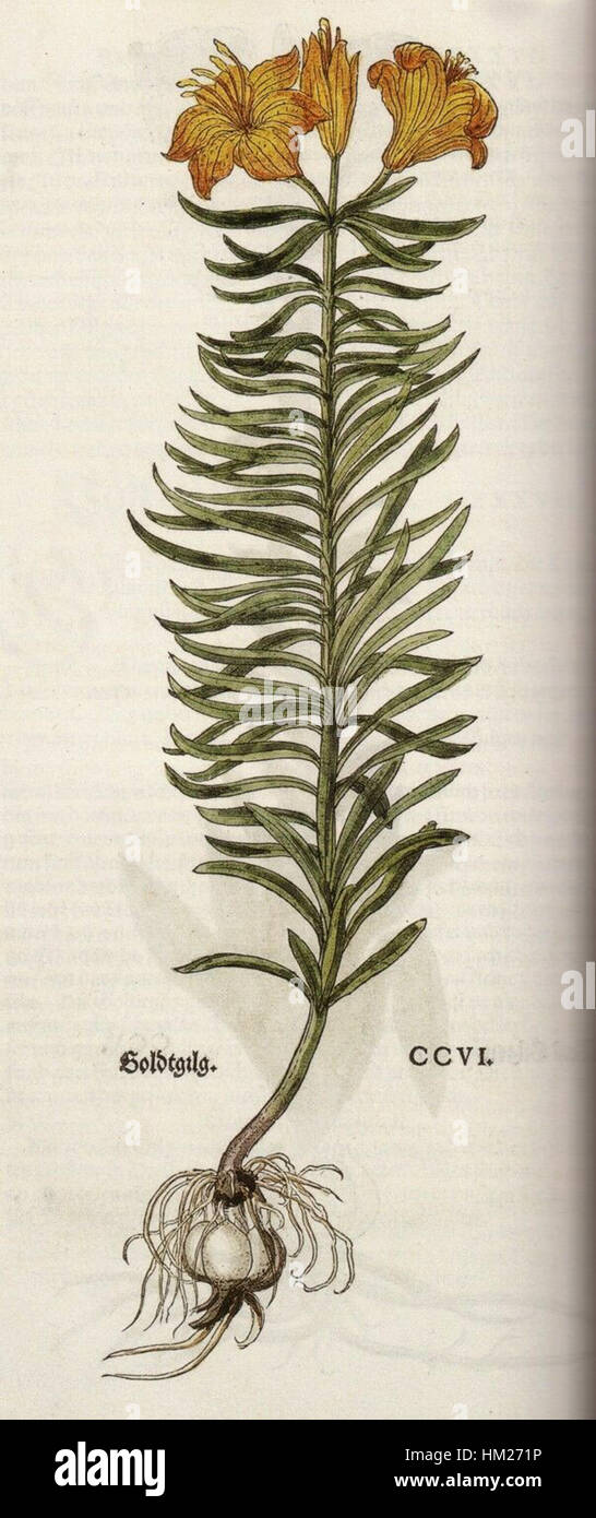 Une illustration de la fleur de Lilium bulbiferum de l'œuvre botanique de Leonhart Fuchs en 1543, connue pour sa représentation détaillée et scientifique des plantes. Banque D'Images