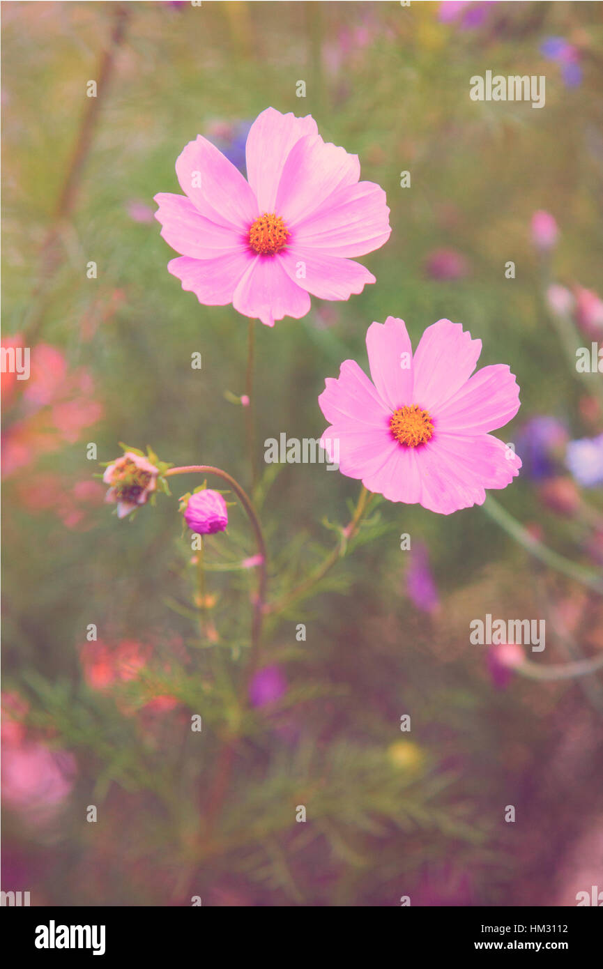 Cosmos bipinnatus cosmos rose fleur parmi les fleurs de pois Banque D'Images