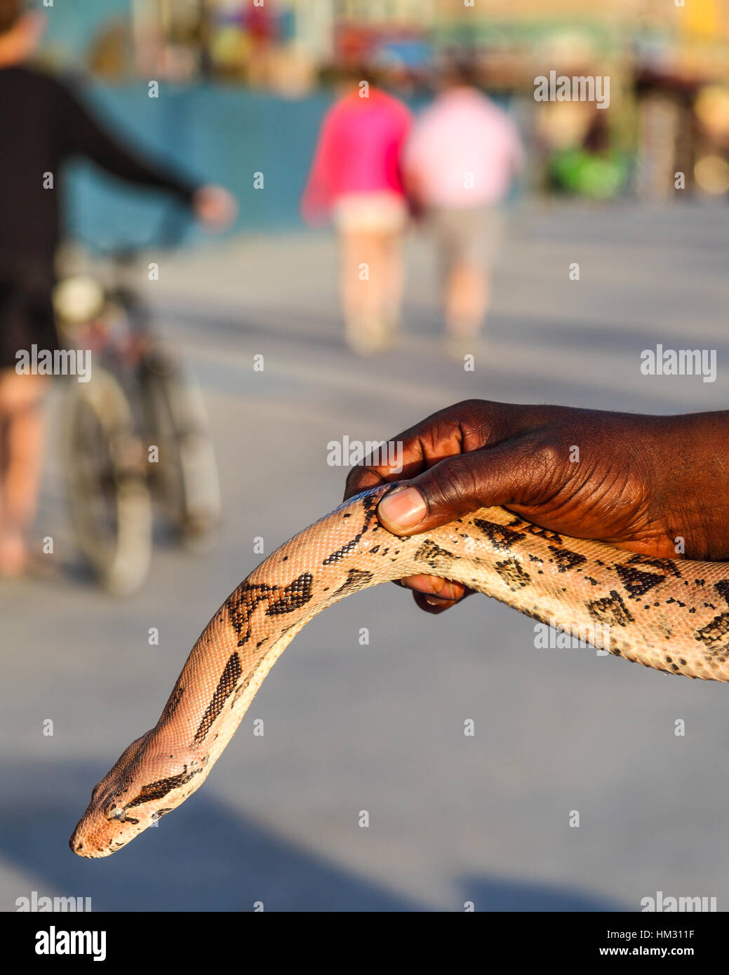 Amateur de serpent à la promenade de Venice en Californie, qui vous permet de tenir les passants pour un don de serpent Banque D'Images