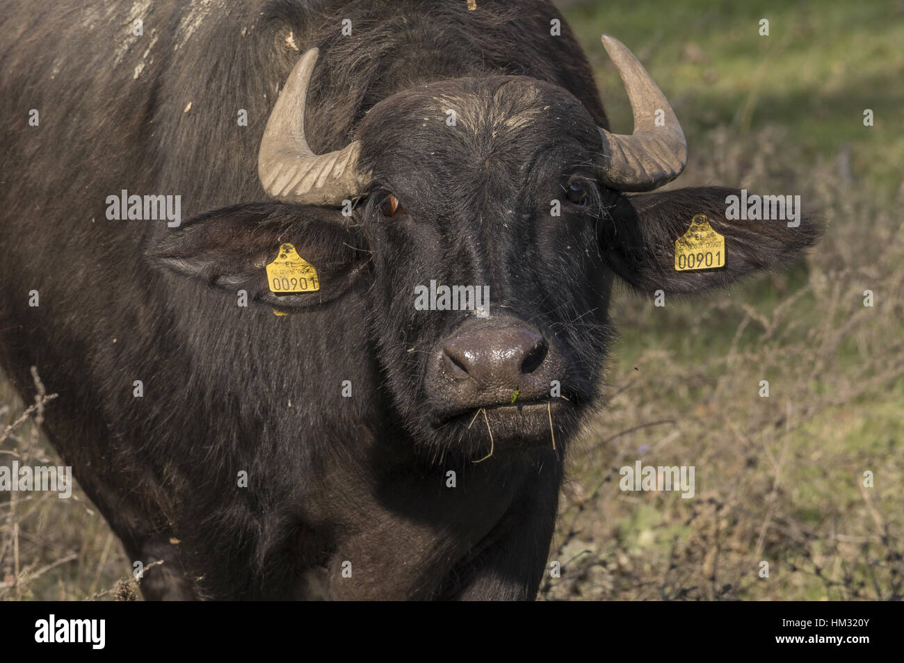 Troupeau de buffles d'eau sur les rives du lac Kerkini, Grèce du Nord. Banque D'Images