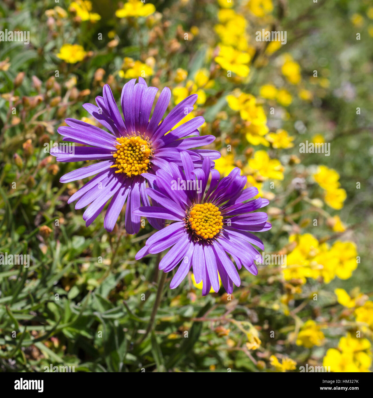 Fleur alpine, Aster alpinus, vallée d'Aoste en Italie. Photo prise à une altitude de 2300 mètres. Banque D'Images