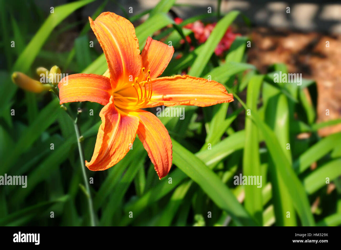 Tous les jours les fleurs et les plantes en plein soleil Banque D'Images