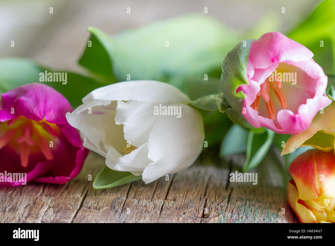 Bouquet de tulipes colorées de source fraîche sur old vintage wooden board Banque D'Images