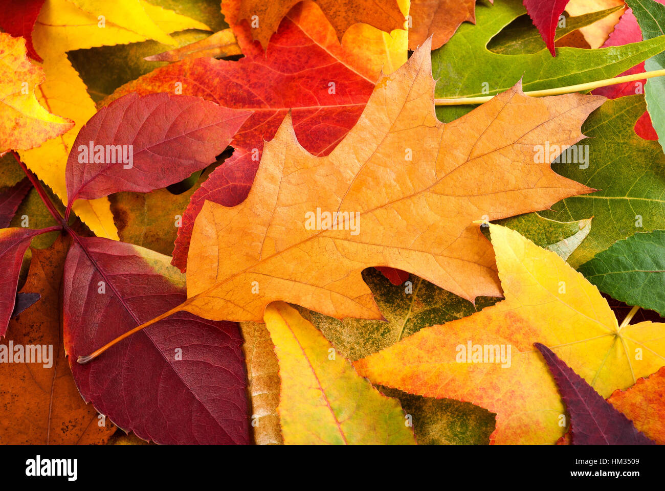 Automne feuilles multicolores avec l'arrière-plan Banque D'Images