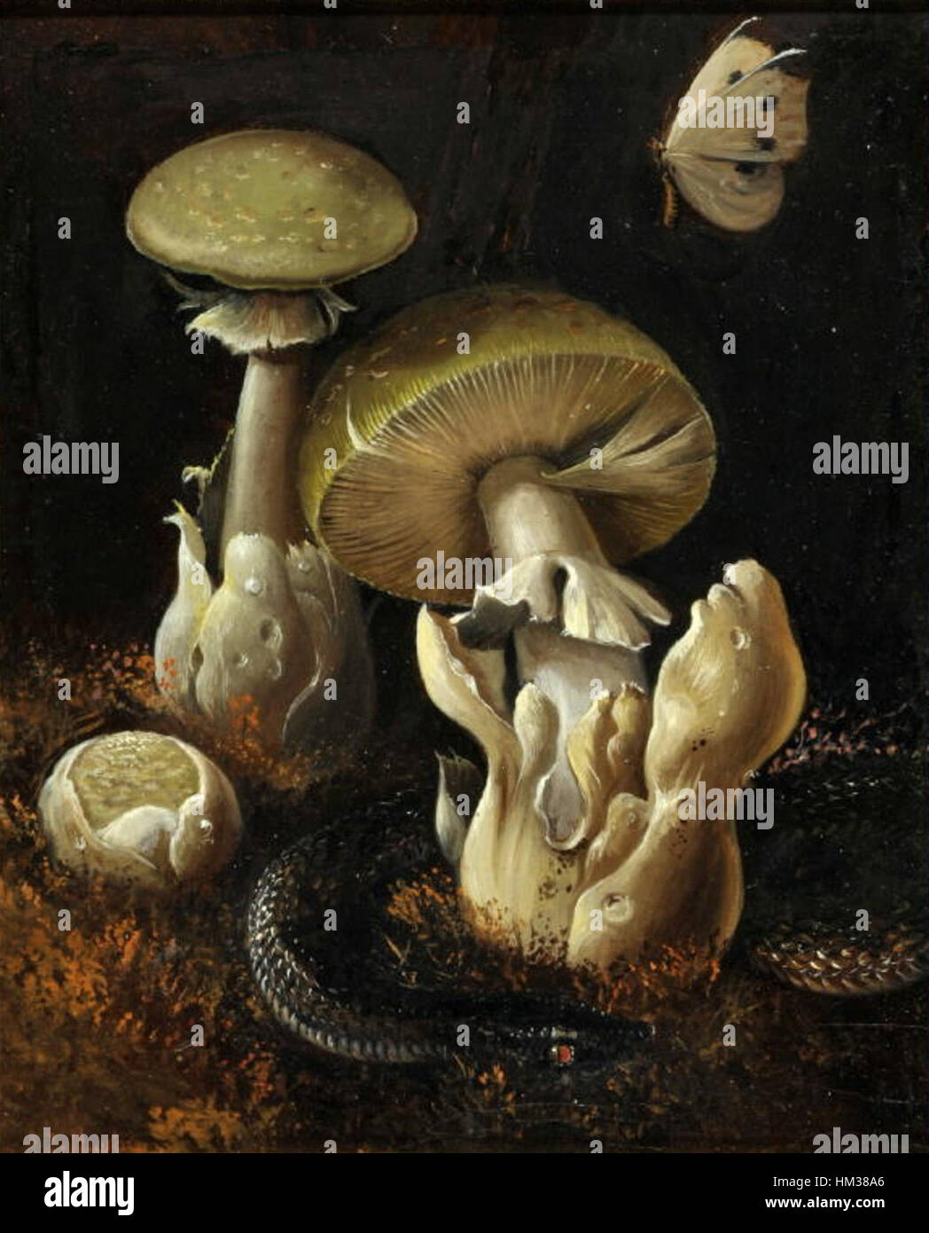 Cette œuvre, attribuée à Joseph Hauber, présente une composition d'un papillon, d'un champignon et d'un serpent, reflétant l'intérêt de l'artiste pour la nature et l'utilisation symbolique des créatures dans son travail. Banque D'Images