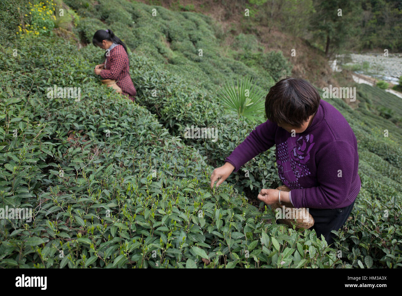 Les femmes ramasser les bourgeons de thé dans une des plantations de thé dans les montagnes du nord du Sichuan dans le sud-ouest de la Chine. Banque D'Images