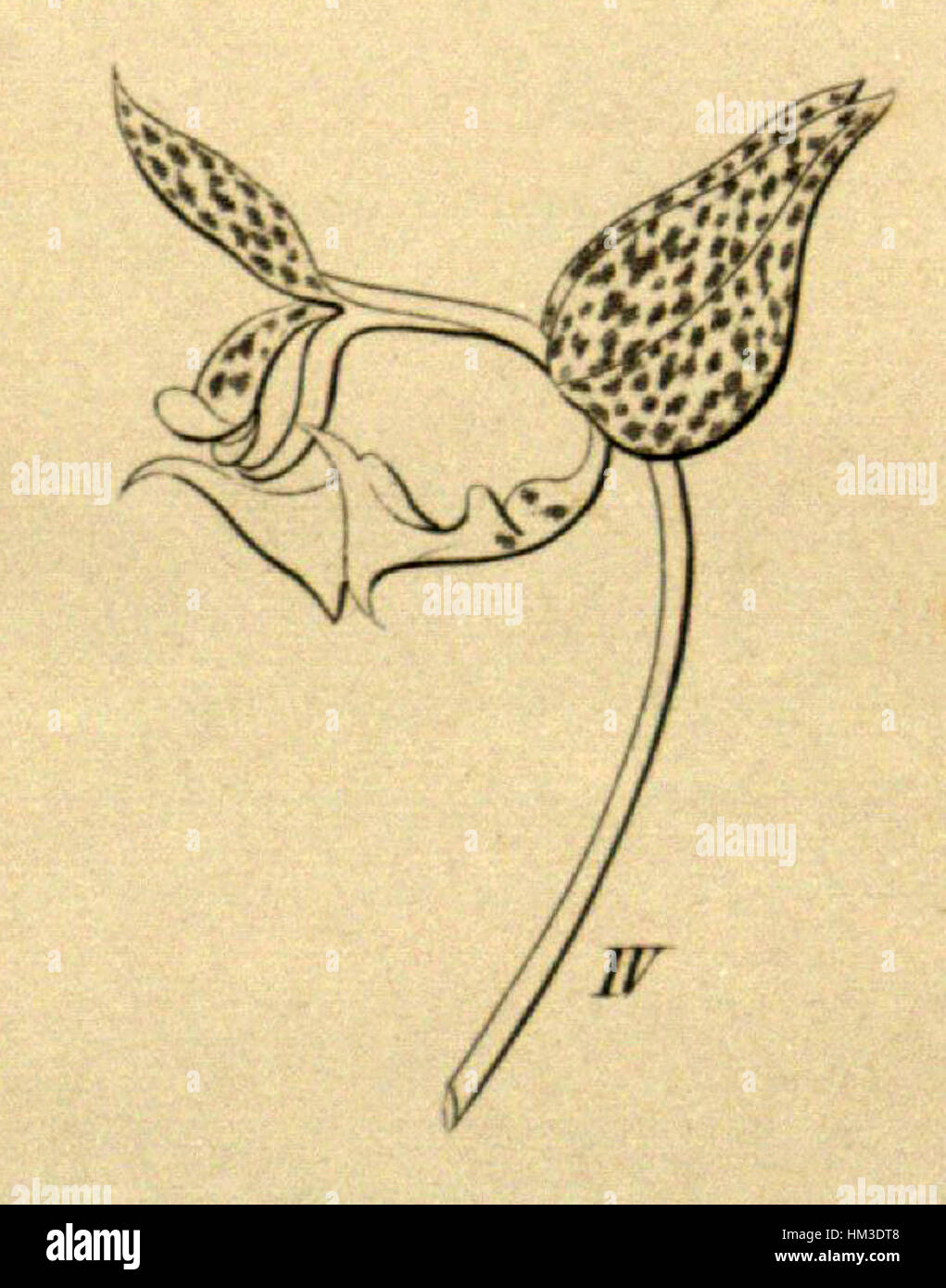 Cette illustration botanique, 'Gongora galeottiana' (aujourd'hui connue sous le nom de Gongora stenoglossa), a été publiée à l'origine dans 'Xenia' en 1858. Le détail précis dans la représentation de cette orchidée reflète le dévouement de l'époque à la précision scientifique en botanique Banque D'Images
