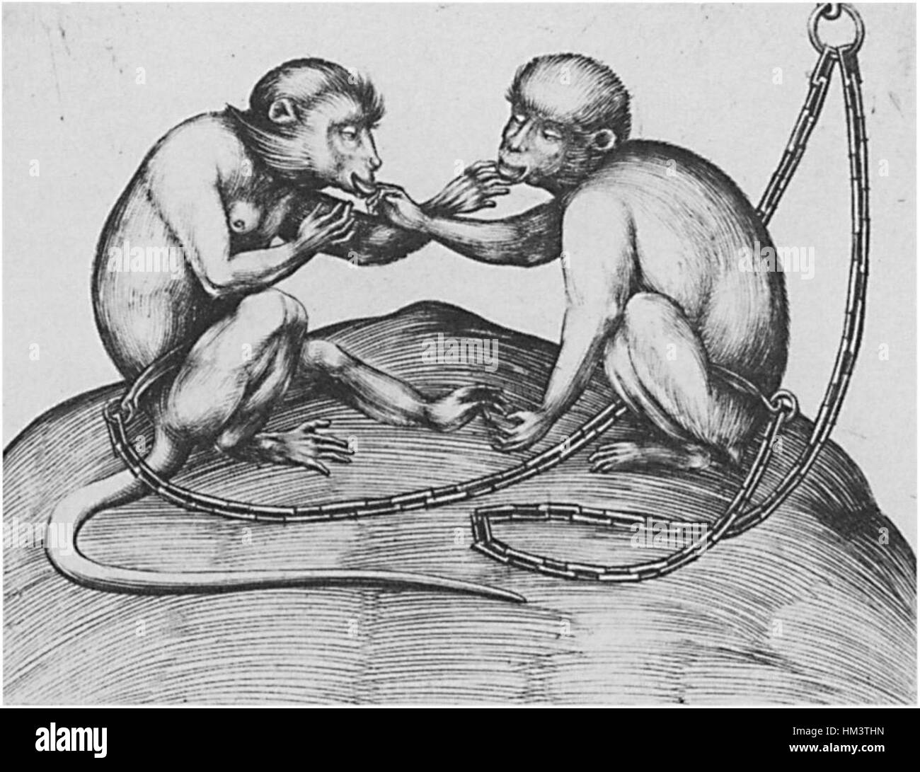 « Two Monkeys » est une estampe de l’artiste allemand Israhel van Meckenem, mettant en valeur son talent en gravure. La pièce représente deux singes, sujets communs dans l'art de la Renaissance qui symbolisaient souvent la nature humaine, la folie et la méchanceté. La technique détaillée et le style de gravure précis de Meckenem donnent vie aux animaux, reflétant sa maîtrise de l’art de l’estampe. Banque D'Images
